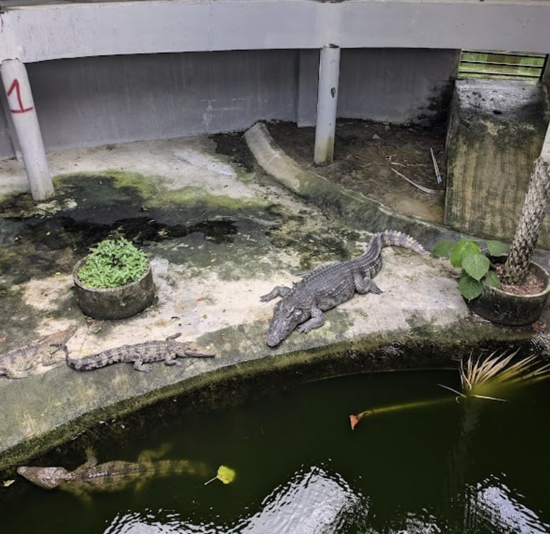Crocodile Farm Rescue