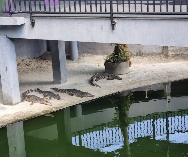 Crocodile Farm Rescue