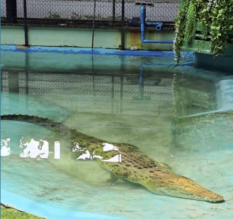 Crocodile Farm Rescue